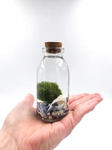 Small moss ball terrarium with broken shell in hand
