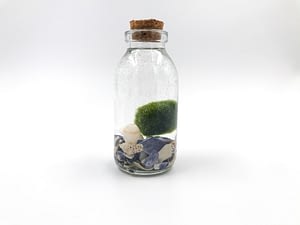 Small moss ball terrarium with broken shell