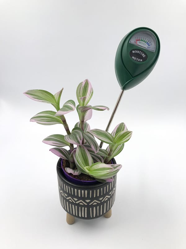 Hygrometer in a plant pot