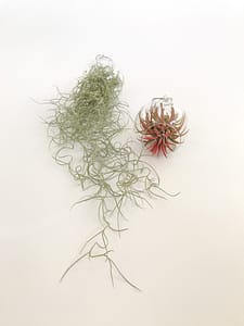 Selection of spanich moss and red airplant in baubles