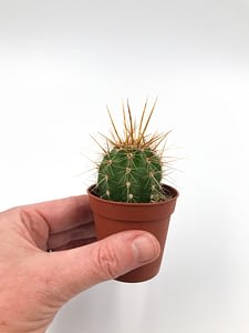 Mini Cactus in small pot in hand
