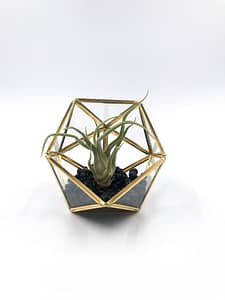 Gold Terrarium with plant