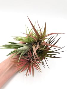 Selection of Tillandsia in hand