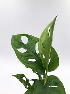 Monstera plant for sale