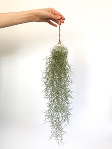 Spanish moss hanging from bauble by hand