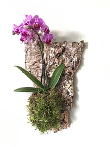 Cork with mounted plant