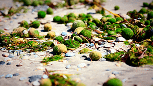 Marimo moss balls on the beach