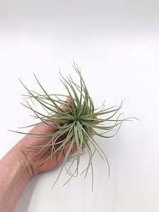 Green single air plant in hand