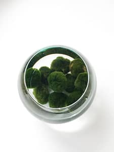 Lots of marimo moss balls in a bowl with water