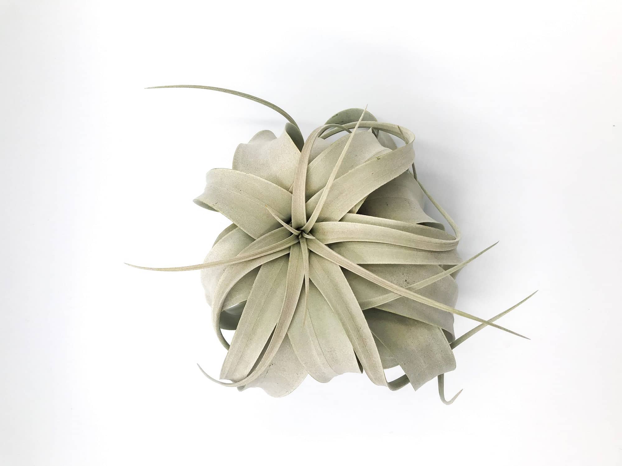 Large air plant also know as Tillandsia xerographica