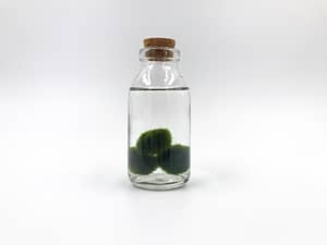Trio of moss balls in small bottle with cork lid