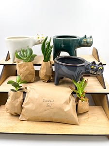 Selection of cat plant pots