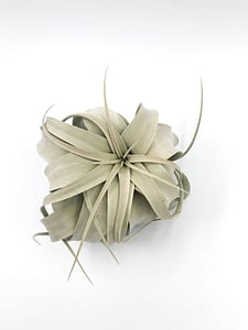 Large air plant also know as Tillandsia xerographica