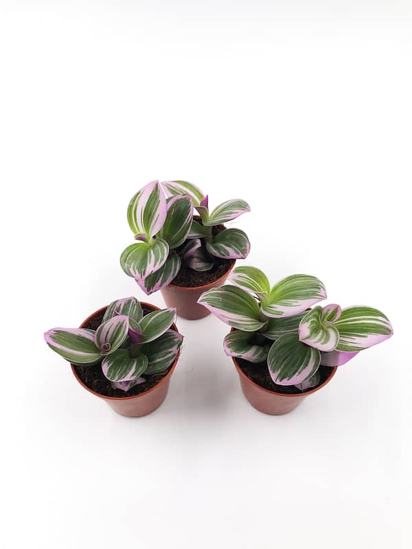 Tradescantia albiflora nanouk houseplant for sale uk
