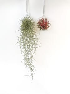 display of spanich moss and red airplant in bauble