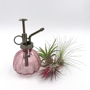 Pink Mister for air plants