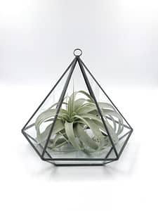 pentagon shape glass Terrarium with air plant