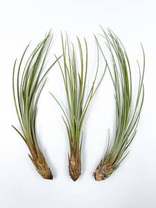 Trio of very long green Air plants, beautilful photo