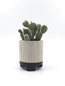 Striped monochrome plant pot for sale