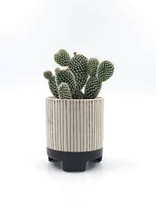 Striped monochrome plant pot for sale