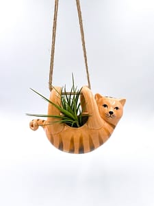 Hanging cat plant pot with air plant
