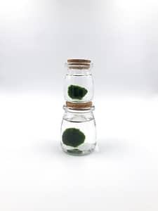 2 jars on top of each other with marimo moss balls