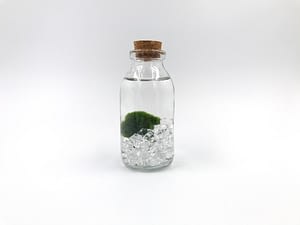 Small moss ball terrarium