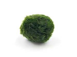Green moss Ball