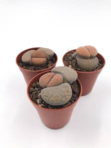Lithops succulent - pebble plant or living stones houseplant
