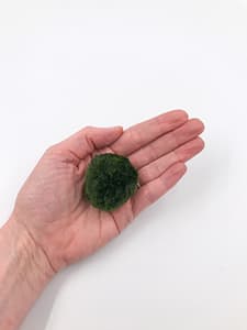 Single moss ball in hand