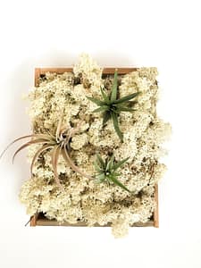 Box of natural reindeer moss with air plants on the top