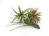 Trio of green air plants for sale UK