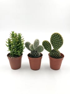 Trio of cactuses from Botanice Verde