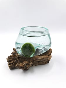Molten glass on wood with marimo moss ball