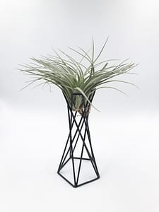 Airplant holder with air plant on the top