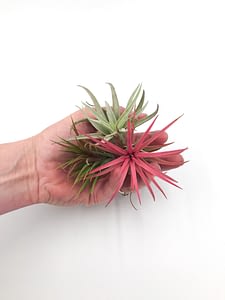 Bunch of air plants in hand including a red Tillandsia