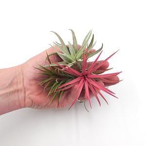 Bunch of air plants in hand including a red Tillandsia