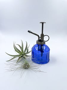 Blue mister for air plants and plants