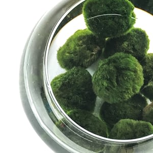 Selection of marimo moss Balls terrarium