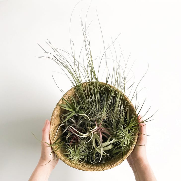 Airplants selection in a basket