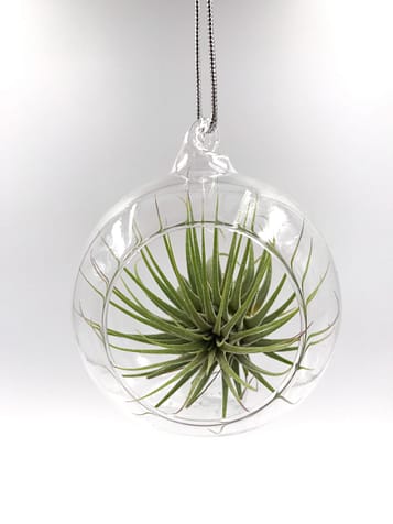 Air Plant in bauble