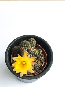 Cactus with yellow flower in large pot
