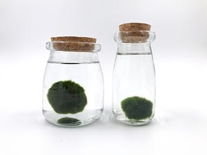 Plain glass jars with marimo moss balls