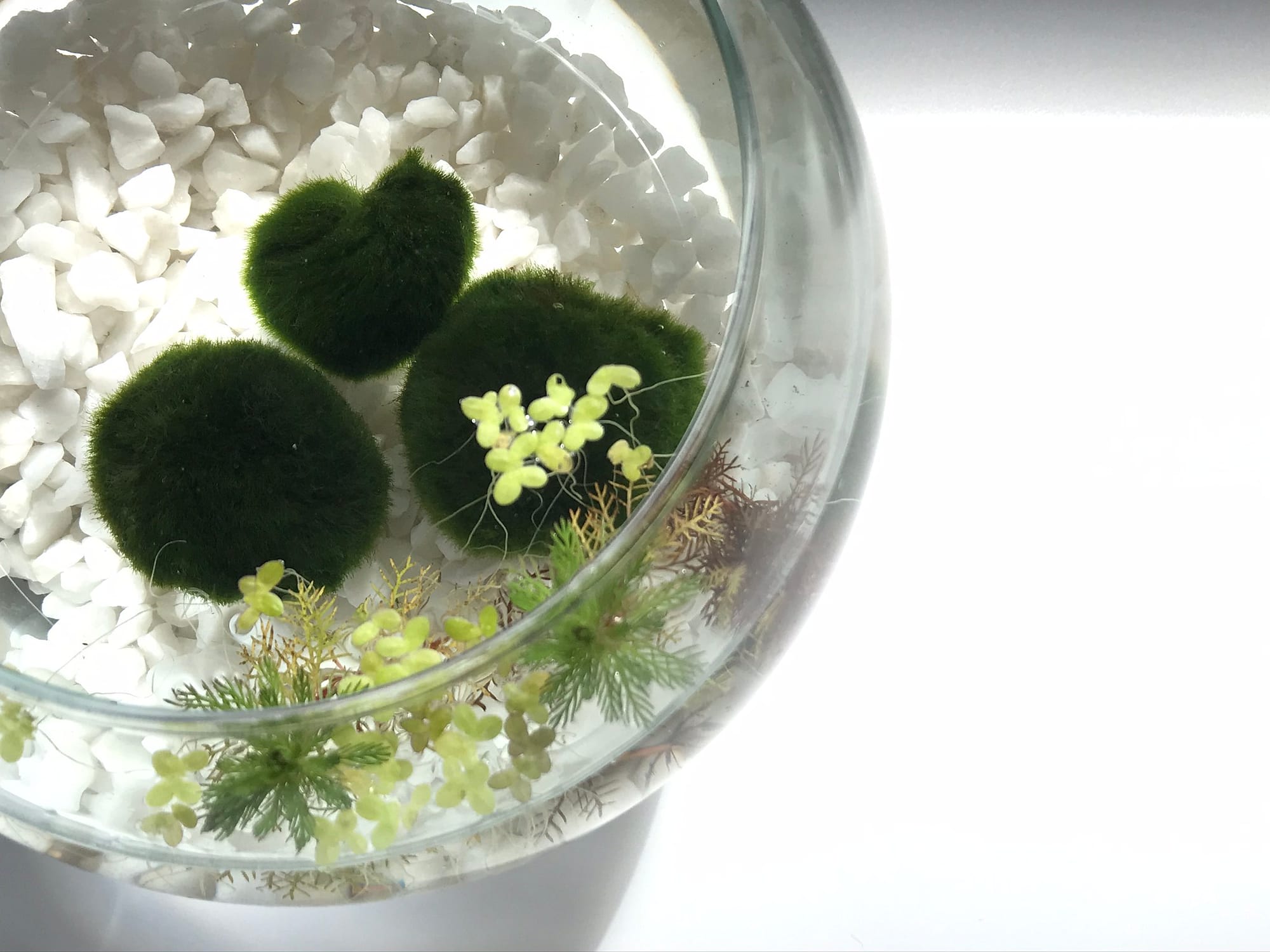 Trio of moss Balls in water bowl on top of white gravel