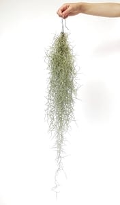 Hanging spanish Moss