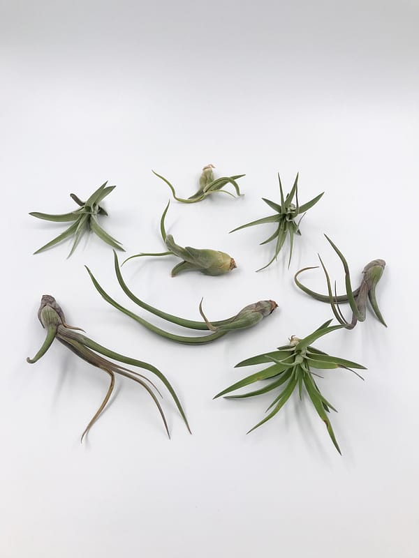 Selection of green air plants