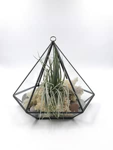 Glass Terrarium - pentagon shape with air plants display