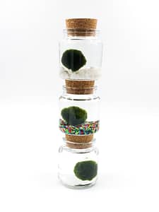 3 different type of jars decoration with marimo moss balls