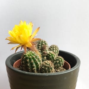 Cactus with yellow flower