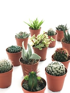 Photoshoot of mini cactuses in small pots